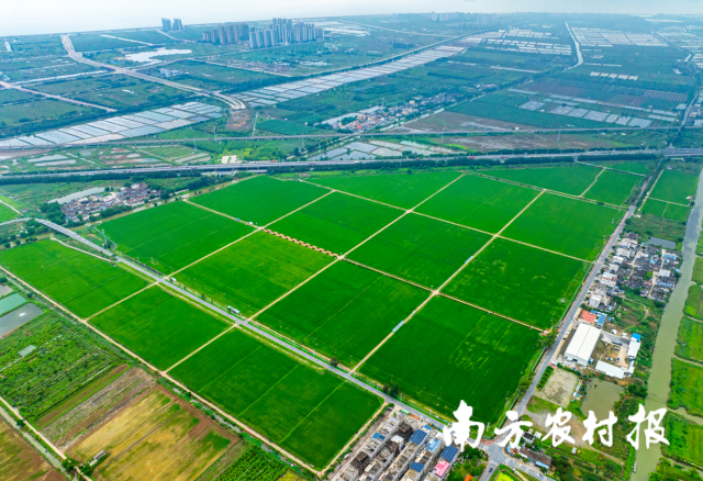 珠海市金灣區平沙鎮打造“萬畝方”耕地集中整治示范區 珠海市金灣區平沙鎮打造“萬畝方”耕地集中整治示范區