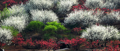 上坪桃園景區(qū)