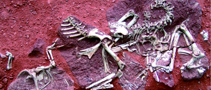 河源市恐龍博物館